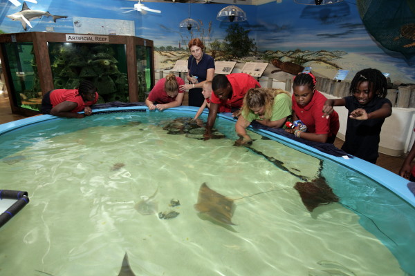 Things-to-do-in-Daytona-with-families-Marine-Science-Center