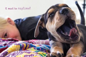 Naptime with Theo and Beau book for kids | by Jessica Shyba