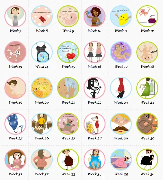AlphaMom Pregnancy Calendar Week by Week Newsletter