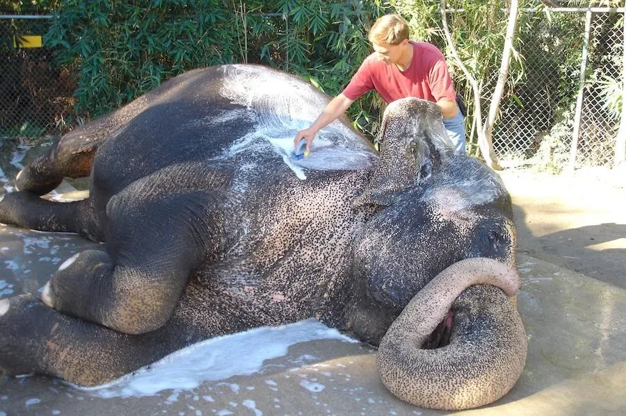 Amazing experience gift ideas for Father's Day (or any big event) like the elephant preserve experience through IfOnly