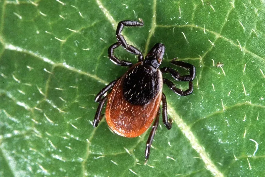 Removing ticks from kids -- it's easy, if you know what to do.