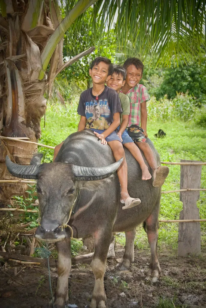 Heifer International gifts: Buy the cow. And the goat, and the flock of chicks.