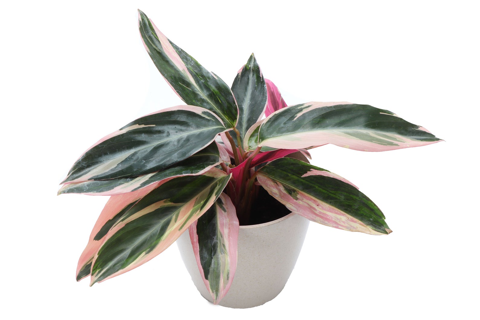 We love the eco-friendly packaging at Thorsens Greenhouse Etsy shop. 