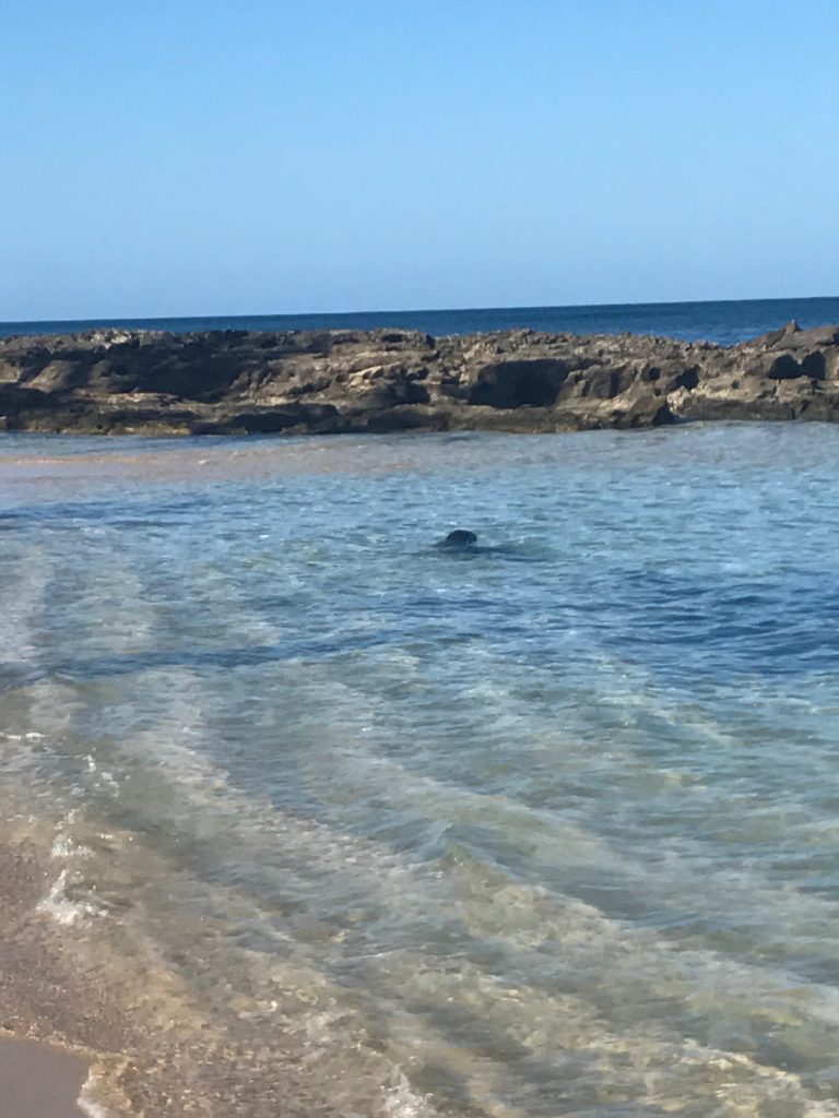 Disney's Aulani review | Beach next door with a seal! Disney's Aulani review | Beach next door with a seal!