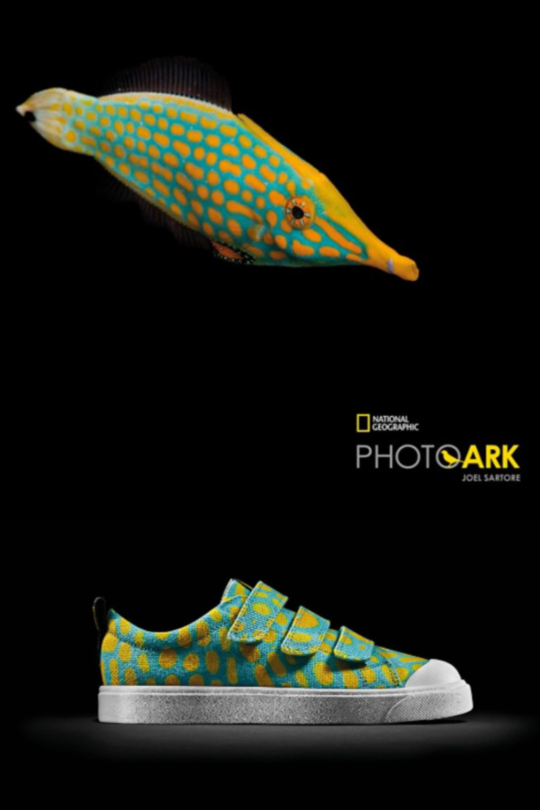 Clarks Kids x National Geographic eco-friendly sneakers for kids inspired by the Harlequin Filefish | Cool Mom Picks