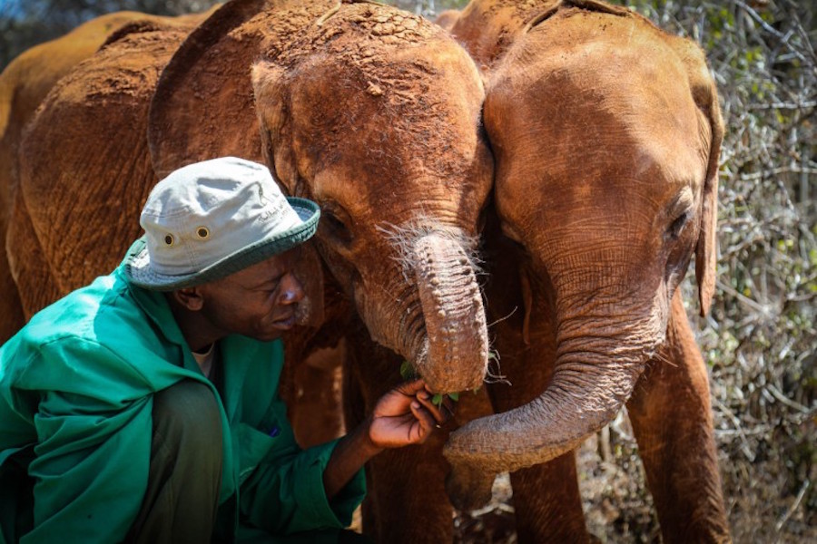 Last-minute holiday gift ideas: Donate to organizations like the David Sheldrick Wildlife