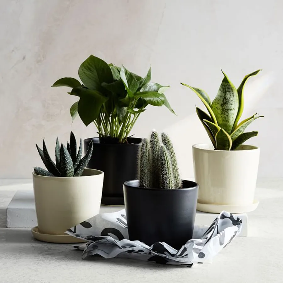 Mother's Day Bouquet Alternatives: Lemon Tree