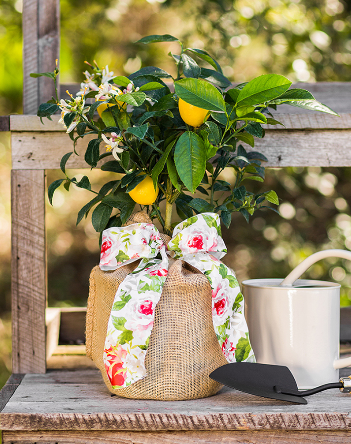 Flower alternatives for Mother's Day: A Meyer lemon tree