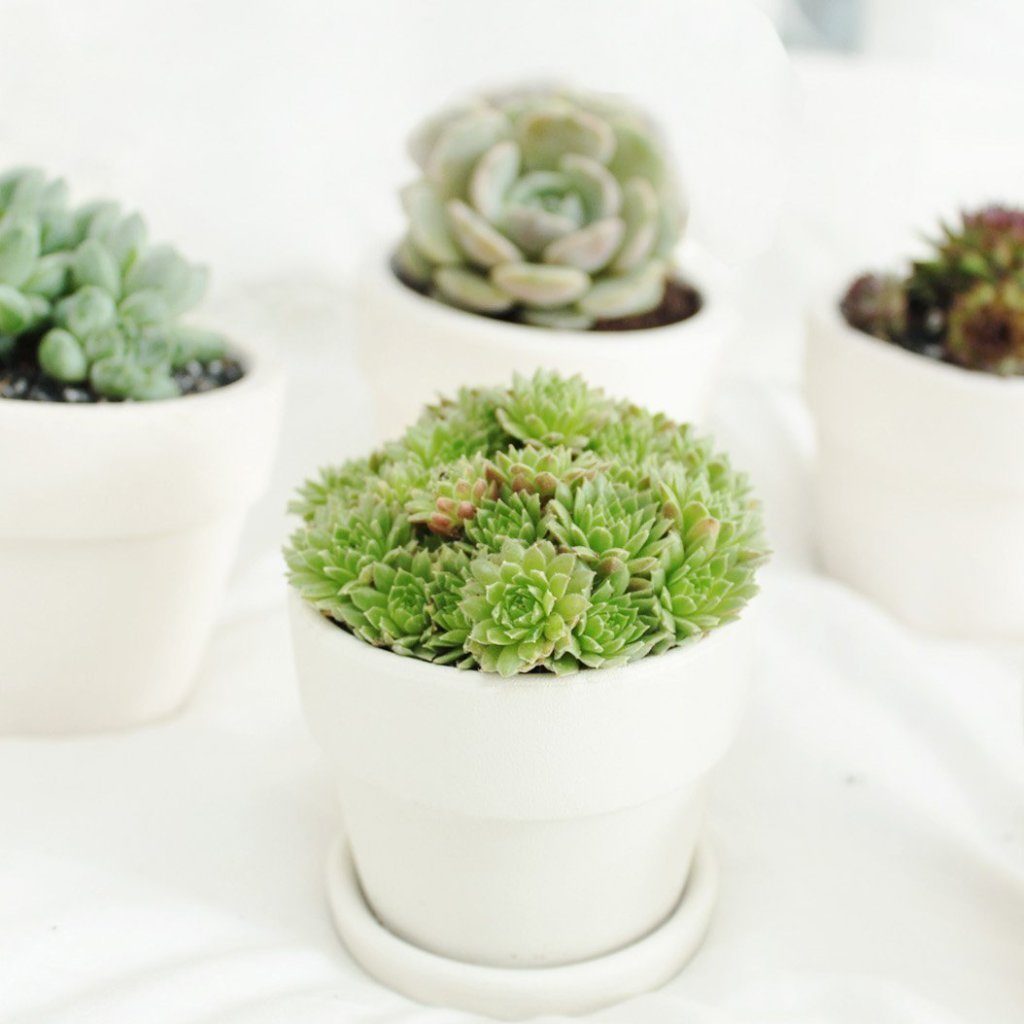 A succulent monthly gift subscription that gives back to support reforestation efforts