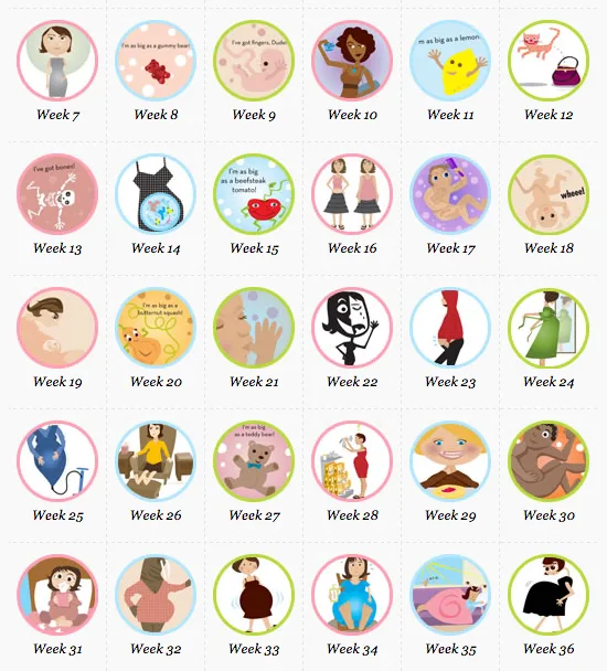 AlphaMom Pregnancy Calendar Week by Week Newsletter