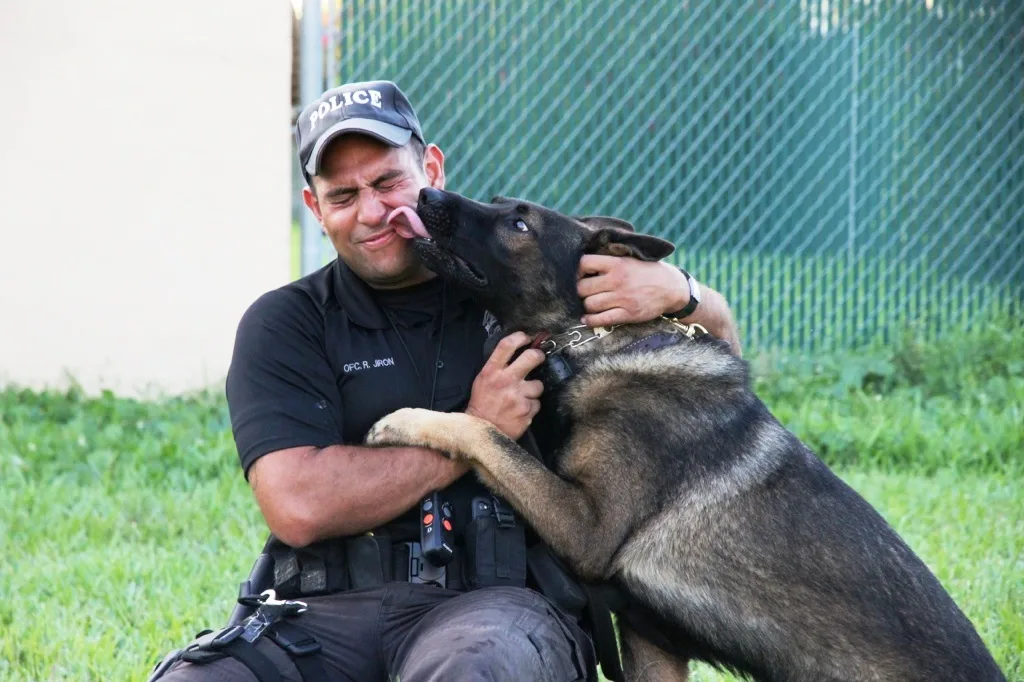 Thank a Police Dog week: Flash of the Miami PD