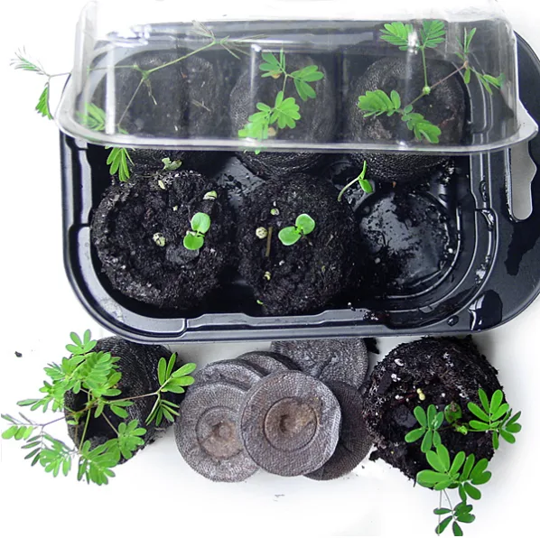 Plants vs. Zombies, now on your windowsill