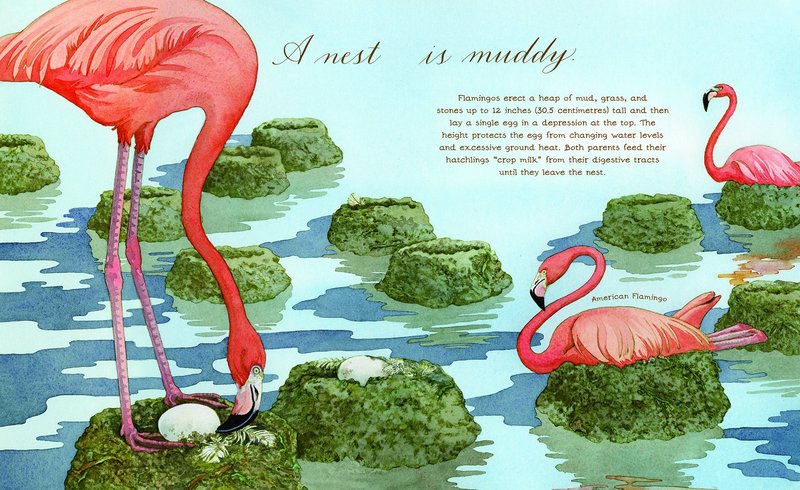 A Nest is Noisy: A children’s book that brings spring to life beautifully