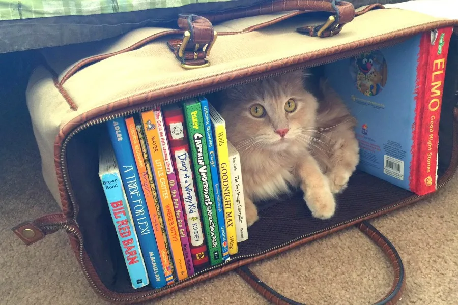 5 creative ways to organize your kids’ books in less than a weekend