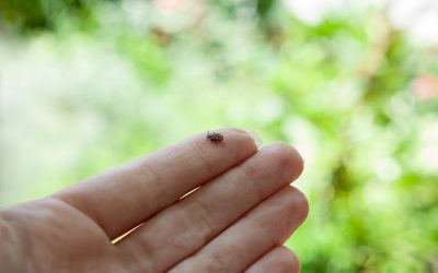 Your essential guide to the best, safe tick repellents for kids right now. Because, eek.