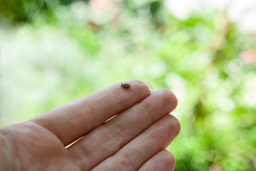 Your essential guide to the best, safe tick repellents for kids right now. Because, eek.