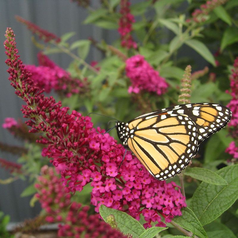 Thoughtful gifts after a miscarriage: A butterfly bush