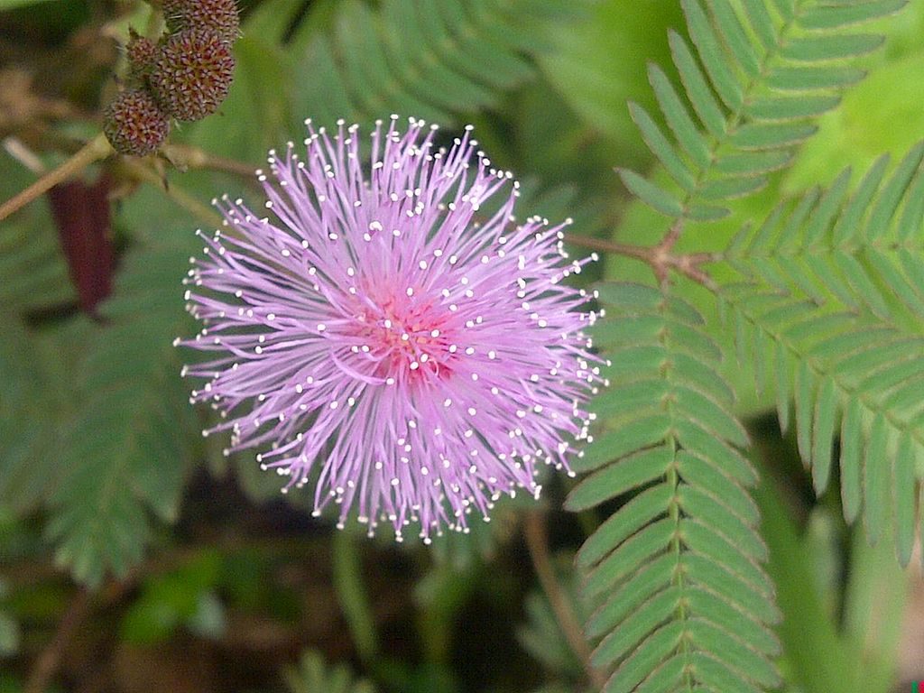 Fairy garden ideas: Mimosa pudica is a touch-sensitive plant activated by fairies, of course | Cool Mom Picks