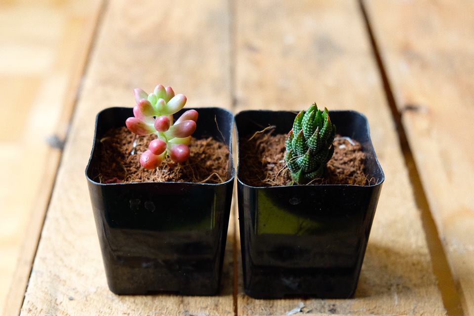 Holiday gift: Succulent Studios monthly club