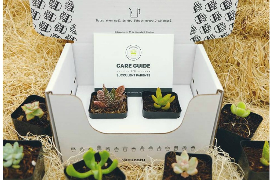 Gift subscriptions for Mother's Day: Succulent of the Month club
