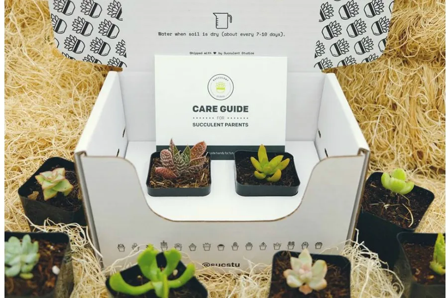 Holiday Gift: Succulent-of-the-Month Club