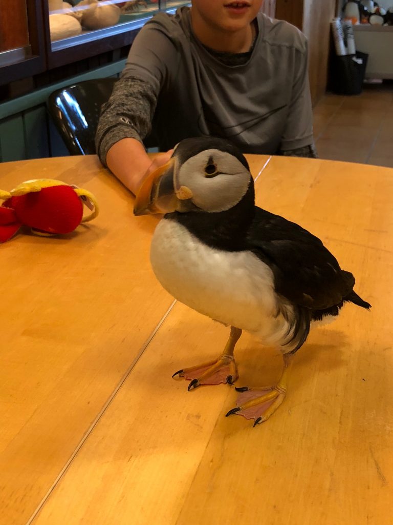 Tips for traveling to Westman Islands with kids: Stop at the aquarium to meet the Puffin