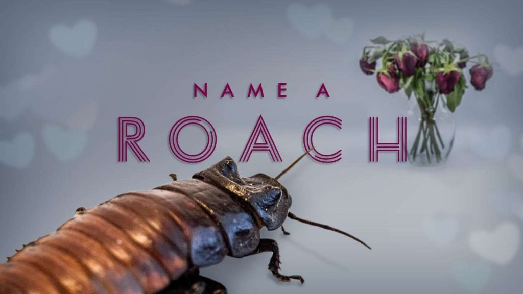 Valentine's gifts for people who hate Valentine's Day : Bronx Zoo lets you name a roach in someone's honor!