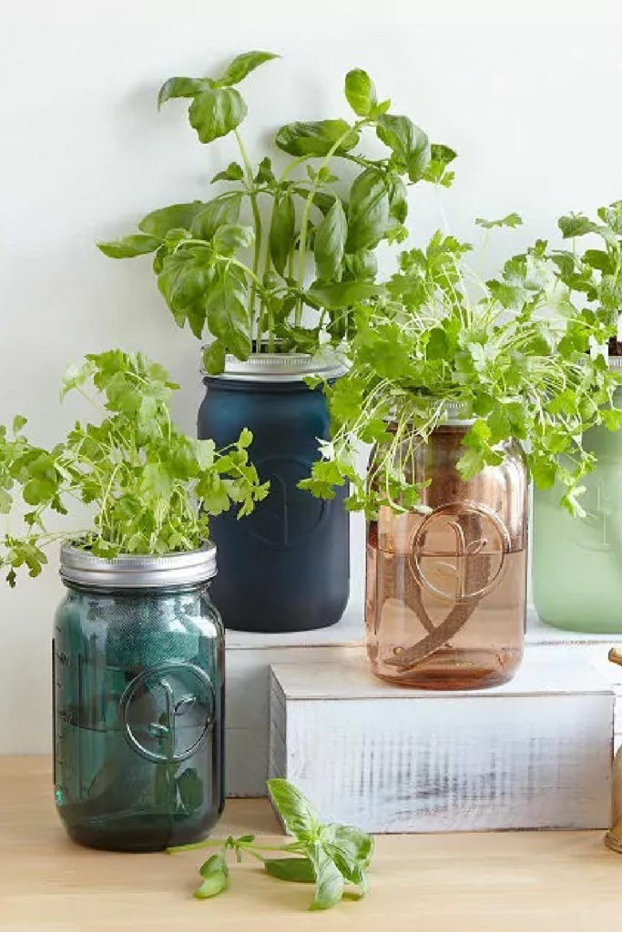 Practical Valentine's Day gifts for her: The mason jar indoor herb garden is a thoughtful alternative to a traditional bouquet
