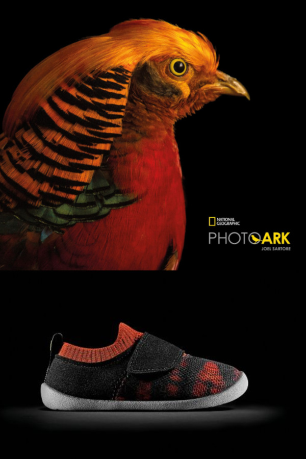 Clarks Kids x National Geographic eco-friendly sneakers for toddlers inspired by the Male Golden Pheasant | Cool Mom Picks