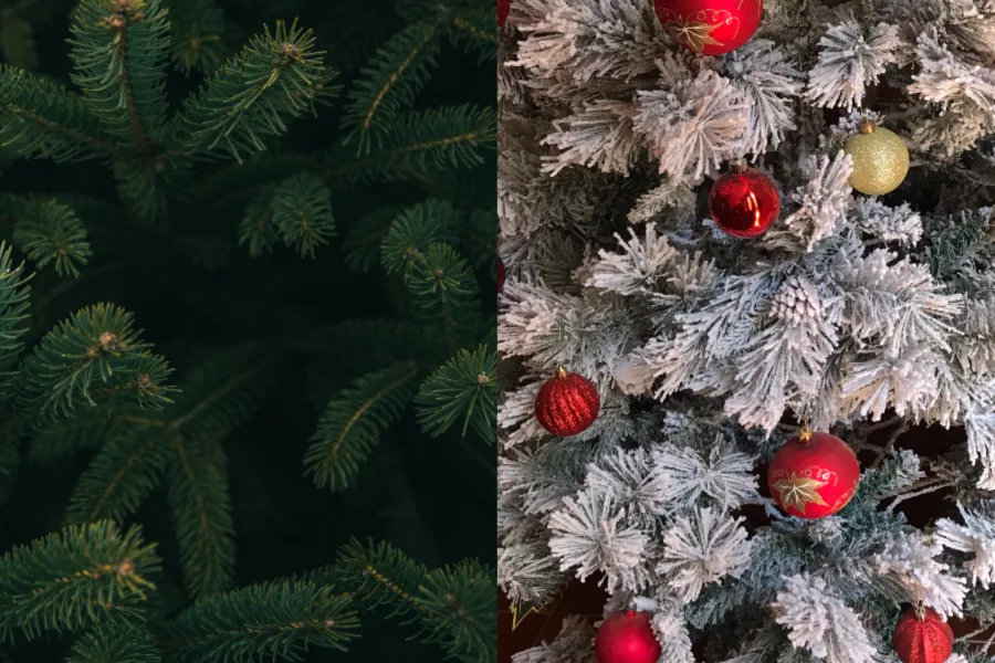 Real vs artificial Christmas trees: Which is better for the environment?