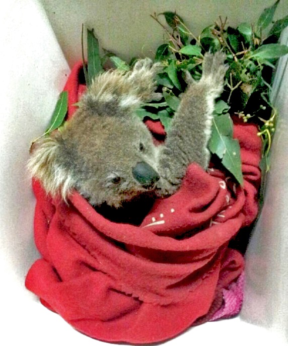 How to support the victims of the Australian fires: WIRES rescues wildlife including this Koala named Kenny