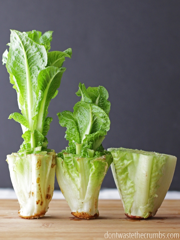 Celebrate Earth Day by starting an easy indoor garden like growing lettuce from food scraps from Don't Waste the Crumbs