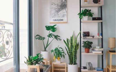 These 5 awesome Etsy houseplant shops are perfect pandemic pick-me-ups