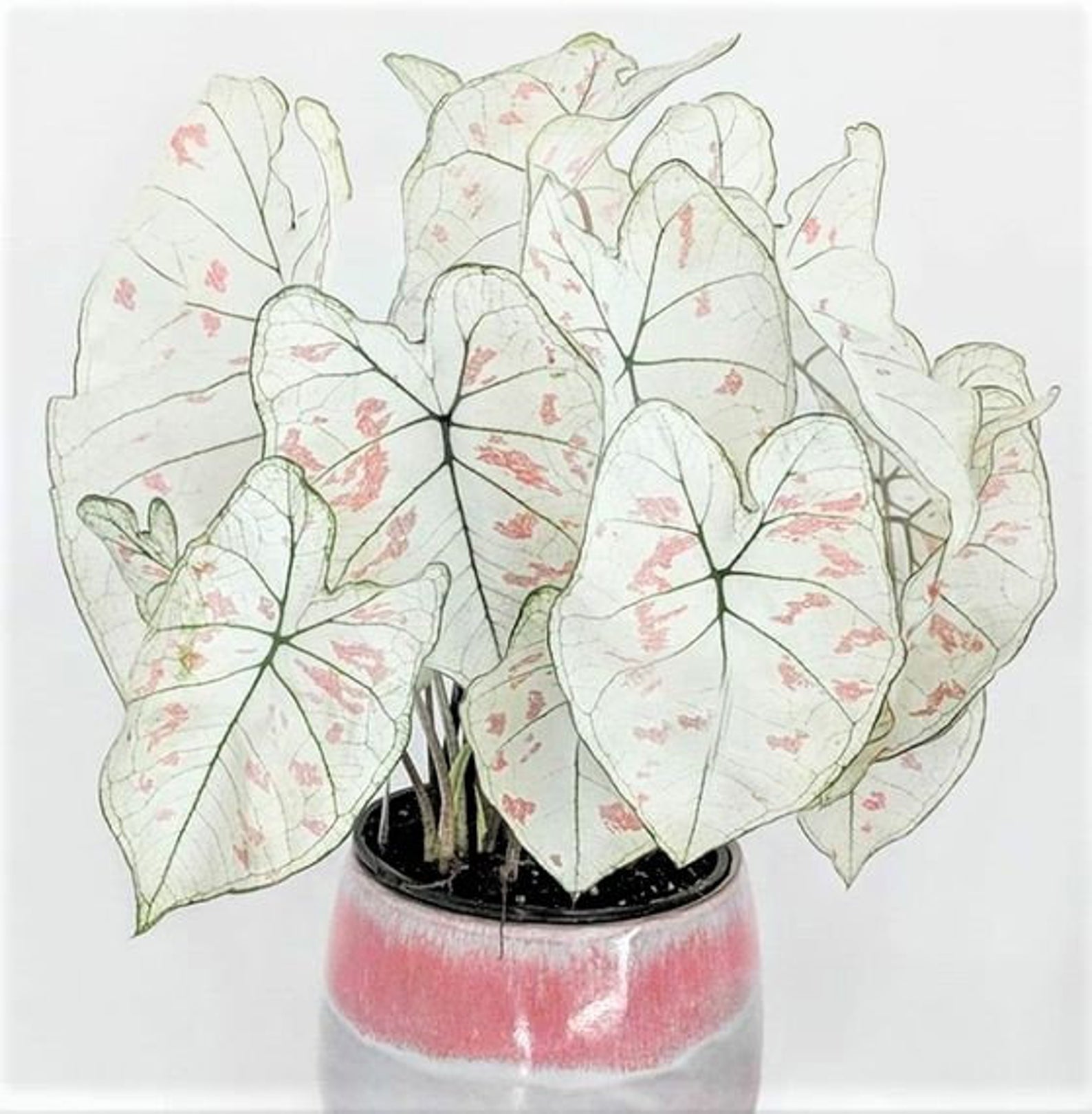 If you're looking for rare and beautiful houseplants, check out the My Plant Obsession Etsy shop. 