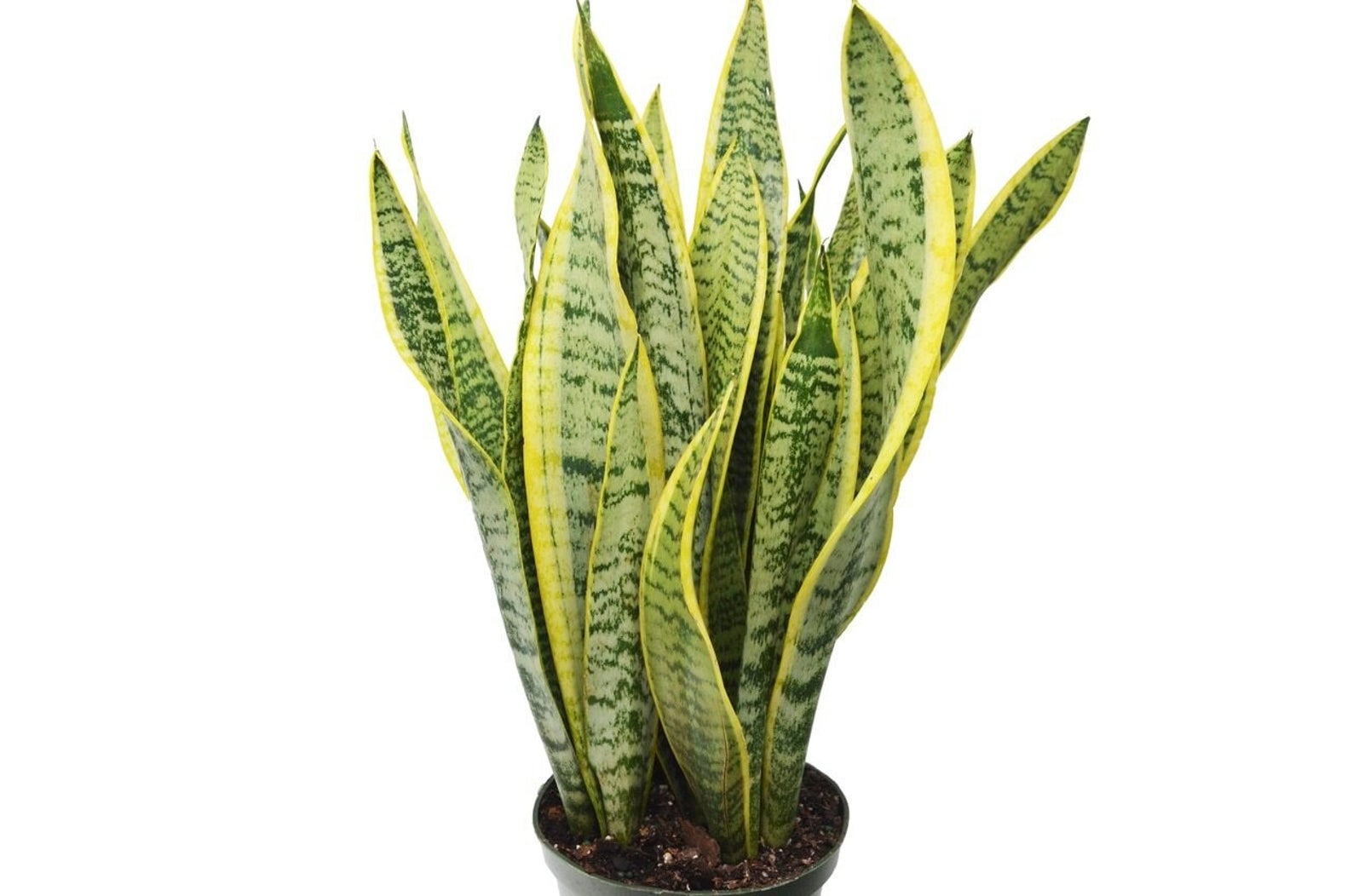 Indoor Plants, LLC is one of our favorite sources for Etsy houseplants.