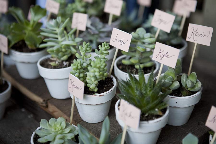 Set of 11 succulents on sale for Amazon prime day