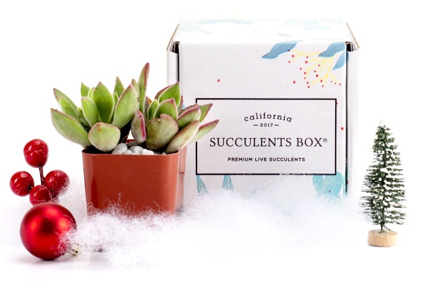 50+ cool gifts under $15 for men and women: Monthly succulent subscription box