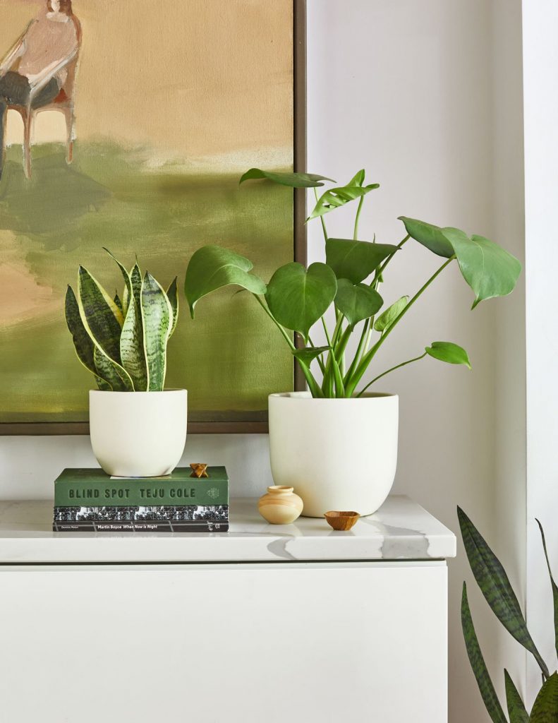 Love these elegant small planters from The Sill grouped together or alone | 8 stylish planters to amp up your home