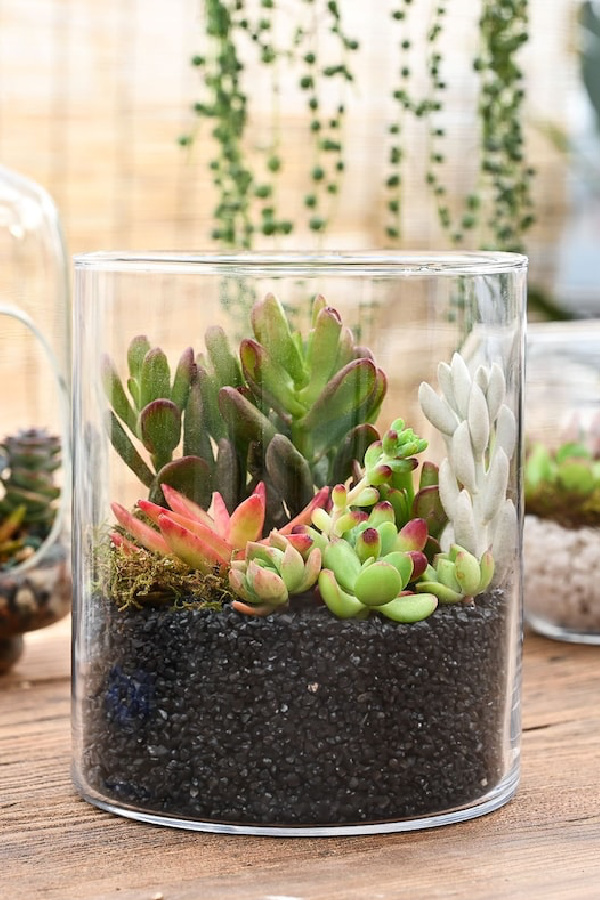 Easy affordable ways to freshen a family room: Add plants. Succulents like these are so easy to care for!