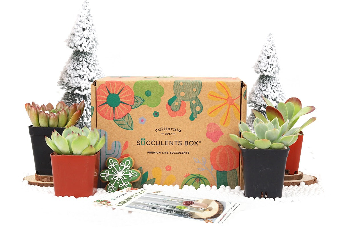 California Succulents Gift Box subscription: Best gifts under $15 for adults
