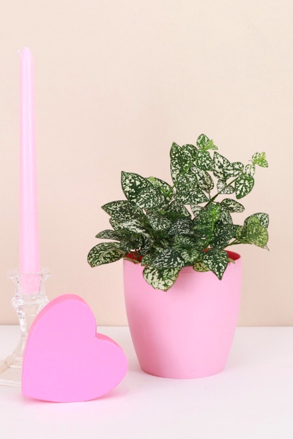 Best Valentines Gifts from Etsy for her: A fresh plant that lasts longer than cut flowers in a blush-painted pot via Thorsens Greenhouse