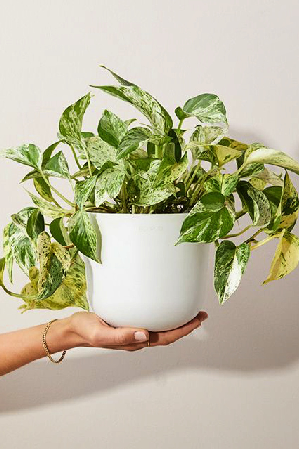 meaningful teacher gifts according to a teacher: A potted pothos plant from the bouqs to remind them that they're helping students grow every day