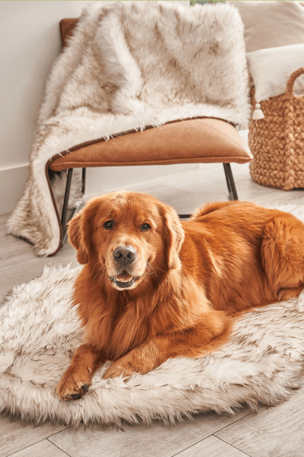 Pet essentials for summer: PupChill Orthopedic dog rug bed