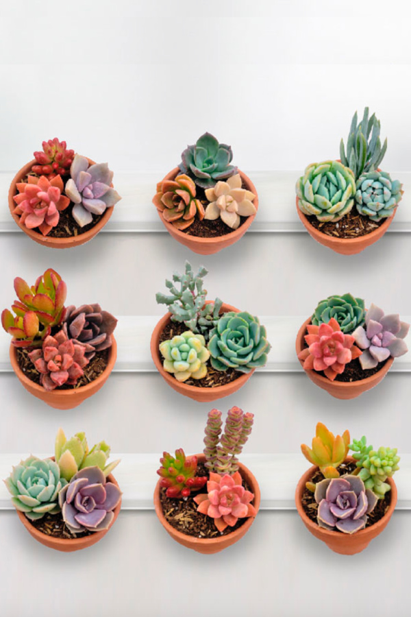 Sugarwish succulent delivery: Your recipient picks their own, perfect for last-minute gifting