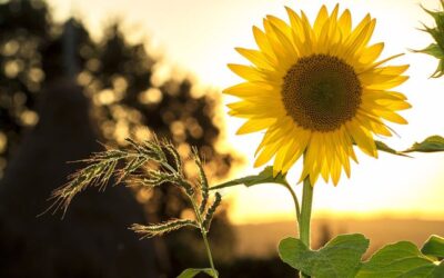 Smart Earth Day ideas for families – and the sustainable brands making it easier