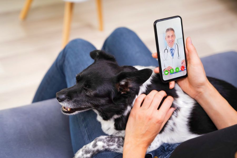 The vet‑on‑demand tool pet parents rely on